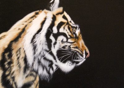 open edition print tiger profile pauline alldis