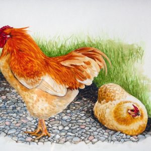 Farm Hens