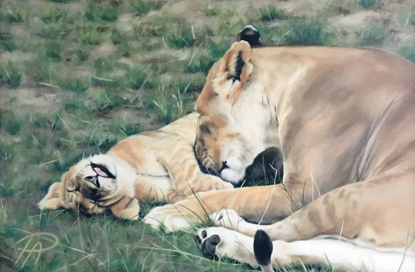 Lioness and Cub by Pauline Alldis (Large Framed Canvas Print) (28 x 20 inches) - Image 3