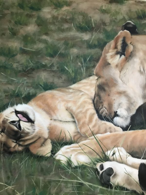 Lioness and Cub by Pauline Alldis (Large Framed Canvas Print) (28 x 20 inches) - Image 4