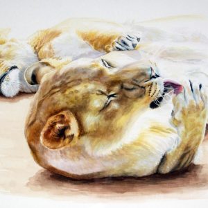 open edition print lioness grooming