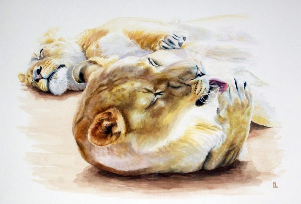 open edition print lioness grooming