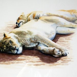 open edition print lounginglioness pauline alldis