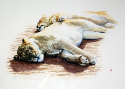 open edition print lounginglioness pauline alldis