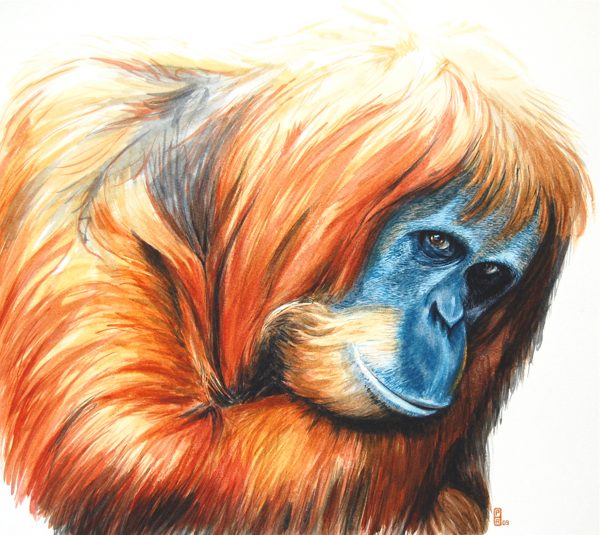 Old Orang-utan