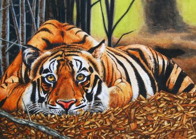 open edition print relaxing tiger pauline alldis