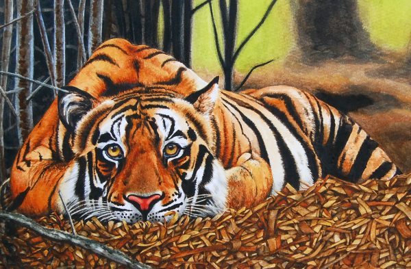 open edition print relaxing tiger pauline alldis