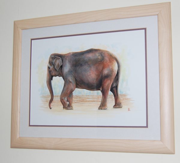 Old Elephant framed 2