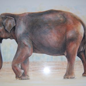 Old Elephant