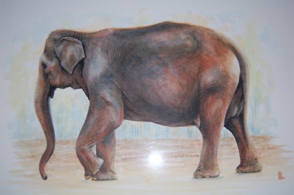 Old Elephant