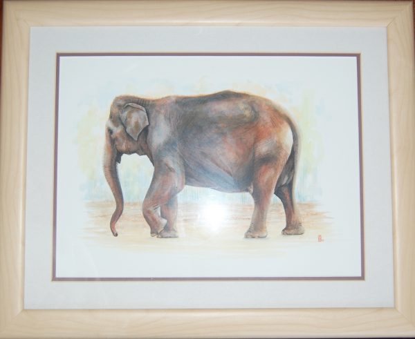 Old Elephant framed