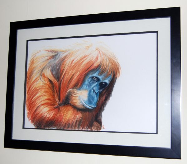 Old Orang-utan by Pauline Alldis (intense original watercolour) (19.5 x 26 inches framed) - Image 2