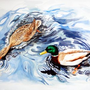 Mallards
