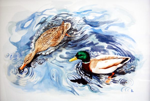 Mallards